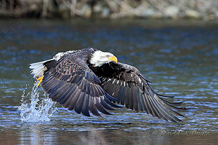 Skagit Eagle Watching Tours